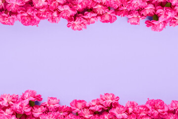 Pink carnation flowers frame on a lilac very peri background. Top view, copy space