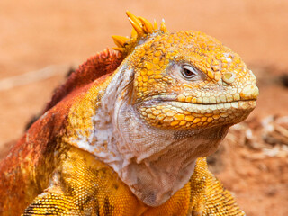 Portrait of a colourful male Galapagos Land Iguana at Cerro Dragon on Santa Cruz Island in the...