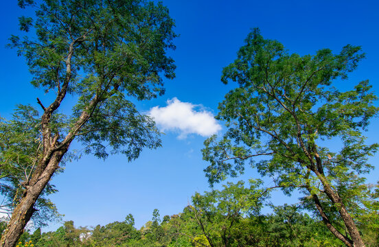 View of Jhalong tea estate with trees and blue sky with only one cloud above - tea estate stock image
