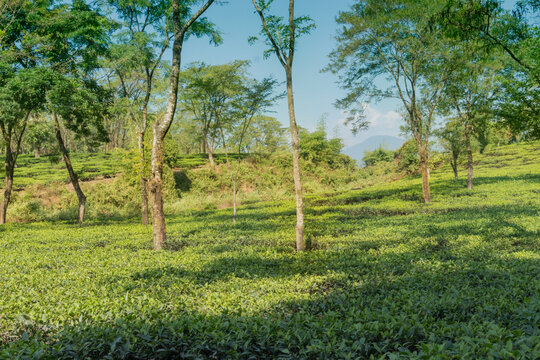 Tea estate of Dooars - North Bengal, West Bengal, India. Tea is the main agricultural product and is exported worldwide.