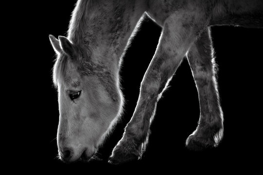 Grazing horse on black background, SCOTLAND. Black and white photography.