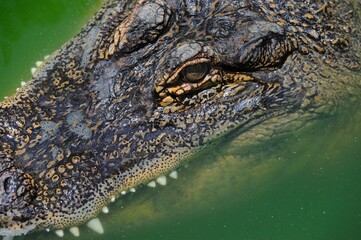 American alligator, Alligator mississippiensis, Angeles National Forest, CA, USA