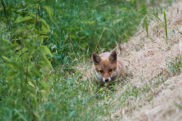 Fototapeta premium Junger Fuchs bei der Mäusejagd 