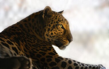 Leopard, Panthera pardus, relaxing, Angeles National Forest, CA, USA