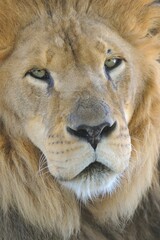 African lion, Panthera leo, portrait, Angeles National Forest, CA, USA