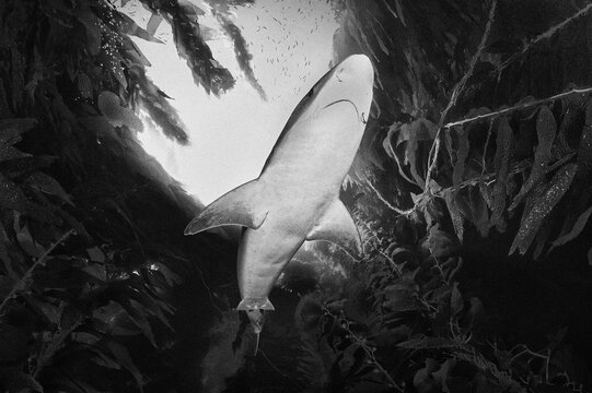 Soupfin shark, Galeorhinus galeus, San Clemente Island, California, USA