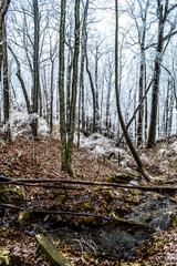 Forest in Frozen Fog