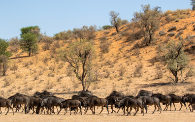 Fototapeta na wymiar Blue Wildebeest in the Kgalagadi
