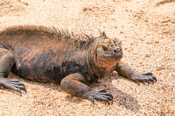 A Marine Iguana found at Cerro Dragon on Santa Cruz island, and endemic to the Galapagos islands.