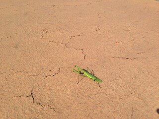 한여름 마른 땅바닥 위의 초록색 사마귀 곤충 / A green mantis insect on the dry ground in midsummer