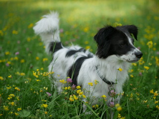 Fototapeta premium Ein Mini Aussie und ein Mischling (Border Collie mix)