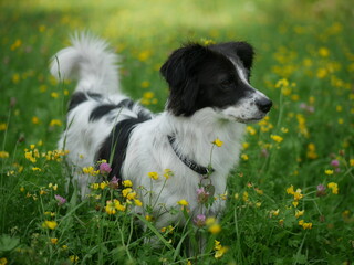 Ein Mini Aussie und ein Mischling (Border Collie mix)