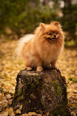 small red fluffy pomeranian dog
