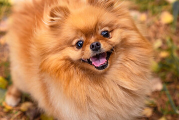 small red fluffy pomeranian dog
