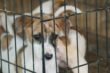 rescued puppies in the cage