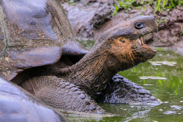 A Galapagos Giant Tortoise cools off in water in the highlands of Santa Cruz in the Galapagos...