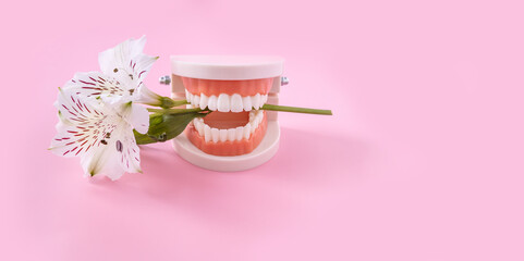 plastic model of a tooth and an alstroemeria flower on a pink background