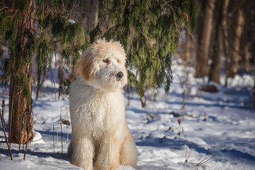 Shaggy young white golden doodle dog sitting under snow-covered fir in the forest