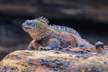 A dominant male Marine Iguana known by its distinctive colouring as being found only on Isabella...