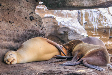 A young Galapagos Sea Lion suckling from its mother on  Isabela Island in the Galapagos Islands.