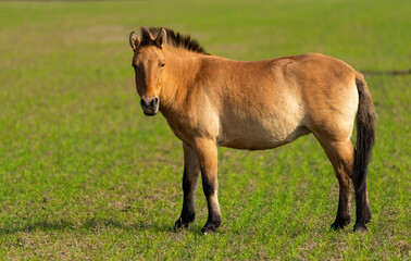 Little pony horse in nature..