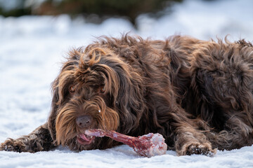 a brown dog, a pudelpointer, is eating a fresh bone