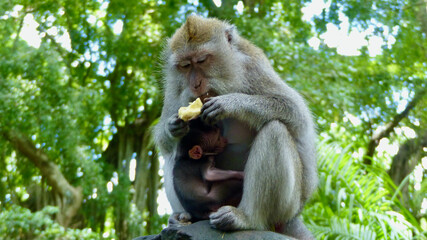 La fôret des singes Bali