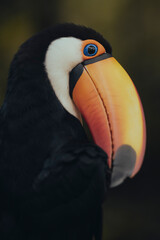 portrait of a toucan