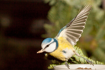 Blaumeise