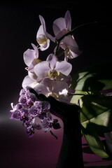 Fototapeta na wymiar Blurred Defocused and Painting Light flowers falenopsis