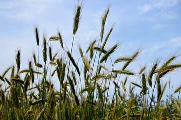 Rye field (Secale cereale) backlit.green young rye ears