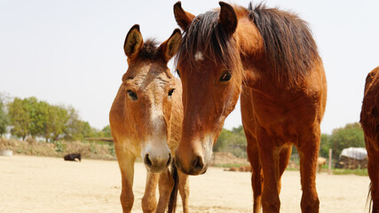 rescued pony and mule