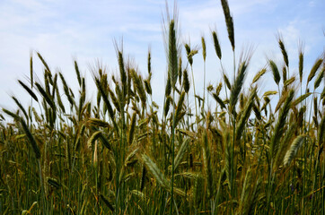 Rye field (Secale cereale) backlit.green young rye ears