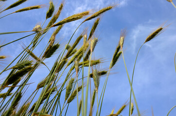 Rye field (Secale cereale) backlit.green young rye ears