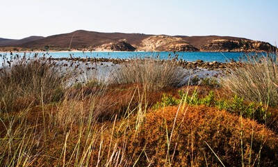 Many clump of typical mediterranean vegetation on edge of sea, hill. Limnos, Greece.