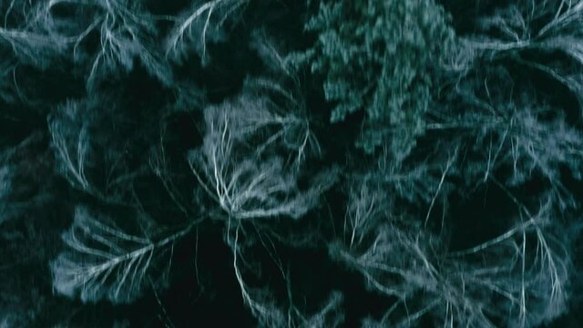 Drone flying fast above dark winter forest with frozen tree tops, chase scene. Sunless foggy winter day