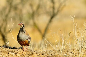 The red-legged partridge is a species of galliform bird in the Phasianidae family
