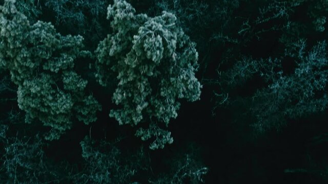 Drone view of vast winter forest with frozen tree tops, foggy gloomy weather. Sunless foggy winter day