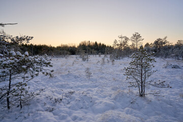 sunset in the forest