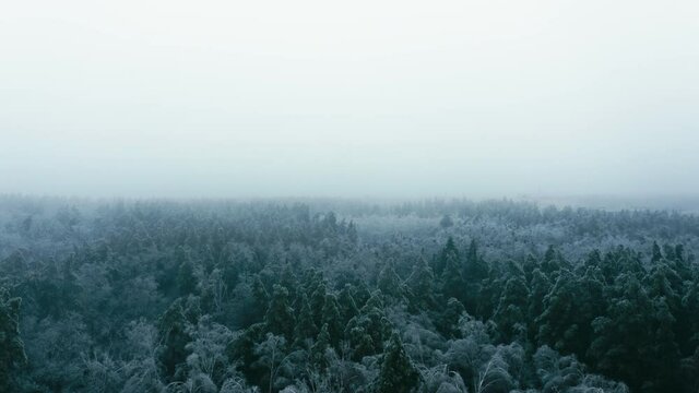 Aerial view of evergreen winter forest, frozen pine trees covered in ice. Sunless foggy winter day