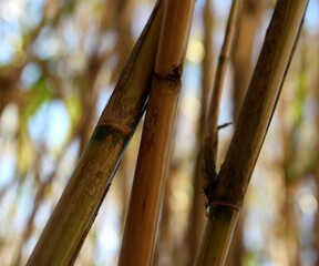 bamboo forest