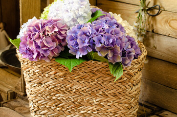 bukiet kwiatów hortensji w plecionym koszu na tle brązowych drewnianych desek