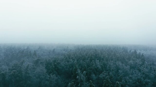 Aerial panorama of endless pine forest during winter, frozen nature landscape. Sunless foggy winter day