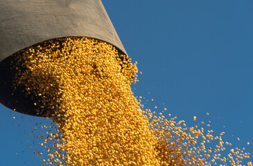 Combine transferring soybeans after harvest