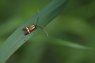 Gebänderte Langhornmotte (Nemophora degeerella)