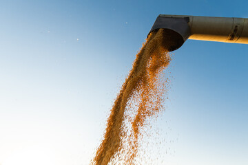 Combine transferring soybeans after harvest