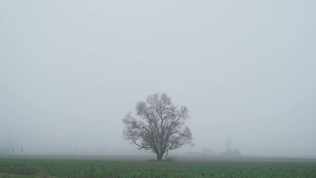 Beautiful predawn fog in the countryside. Silhouettes of trees in the haze. Fields and forests in a mist. Mysterious fairytale atmosphere.