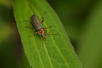 Graugelber Weichkäfer (Cantharis nigricans)