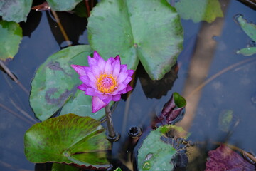 water lily flower