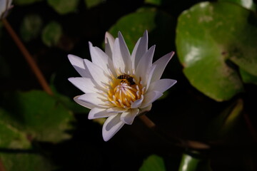 Lotus flower in the pond
